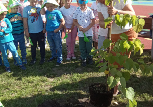 Pani Dyrektor wspólnie z dziećmi sadzi pierwsze drzewo w ogrodzie przedszkolnym